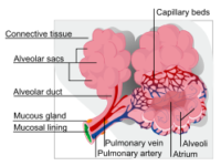 Respiratory System: TEAS